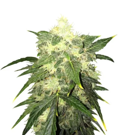 OG Kush Autoflower fem