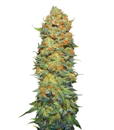 Pure Power Plant regular