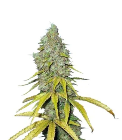 Raspberry Cough fem