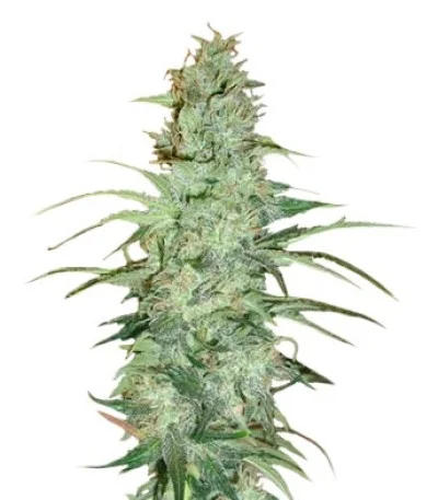 Super Skunk regular
