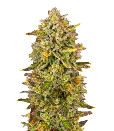 Black Orchid fem