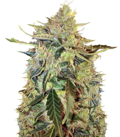 American Pie Auto fem