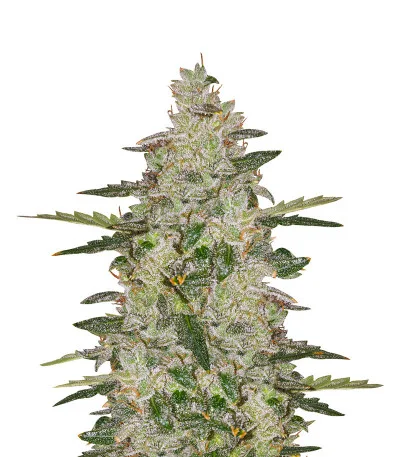 Anesthesia Auto fem