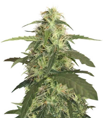 Blue Pyramid Auto fem