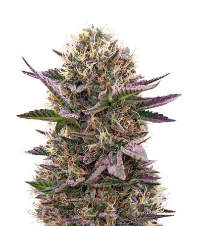 Cookies USA fem