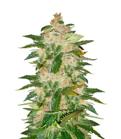 Kryptonite Auto fem