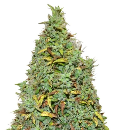Nefertiti Auto fem