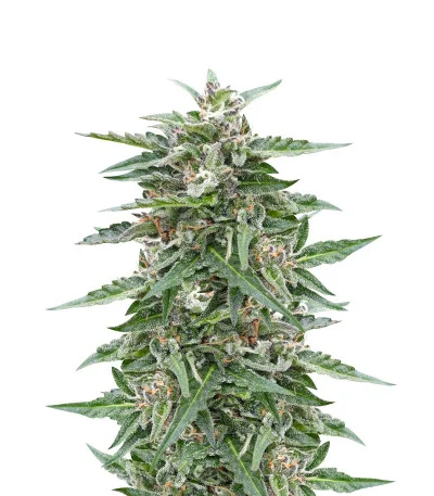Northern Lights Auto fem