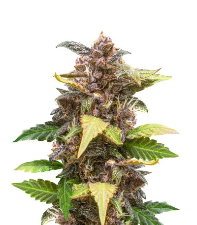 Purple Auto fem
