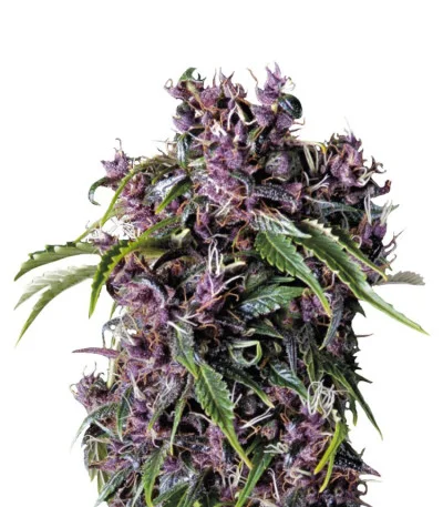 Purple fem