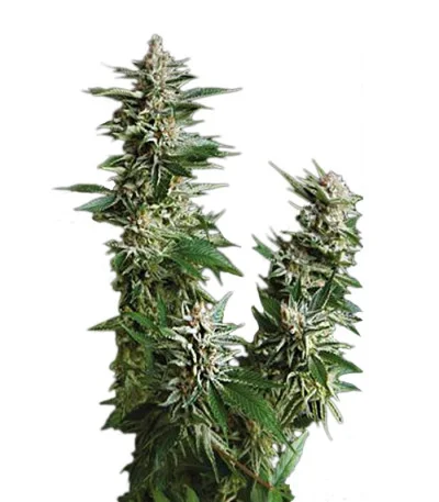 Auto Pyramid fem