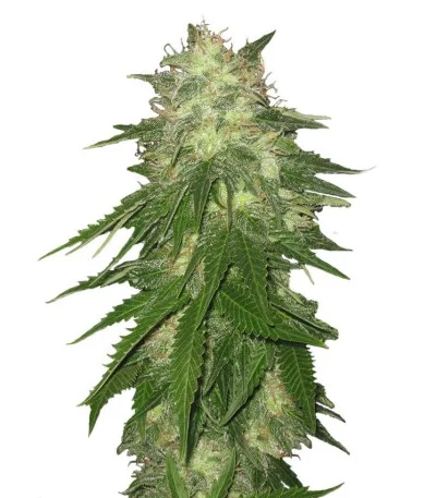 Super Hash fem
