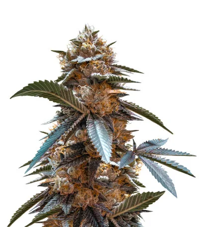 Tahoe Cure fem