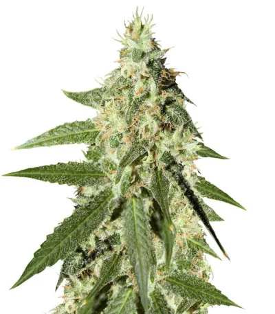 Amnesia Auto fem