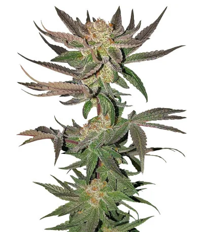 Astral Auto fem
