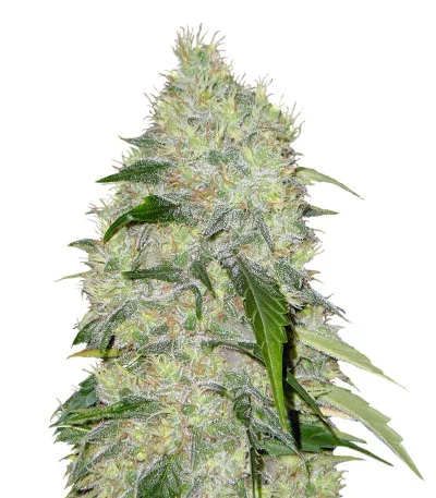 Bubble Gum fem