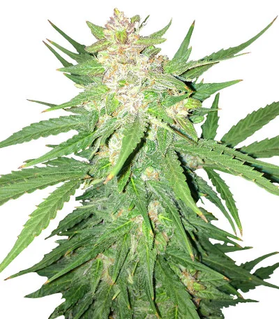 Easy Ryder Auto fem