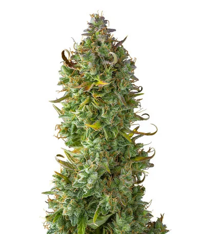 Gelato 2 Auto fem