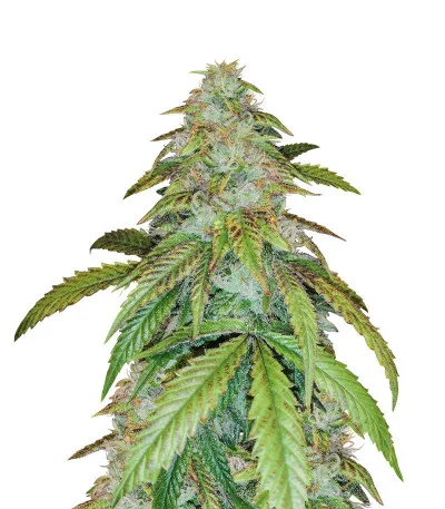 Gelato fem
