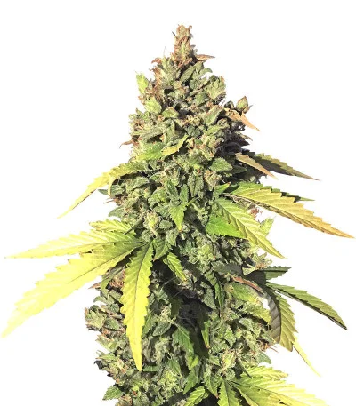 Gorilla Auto fem