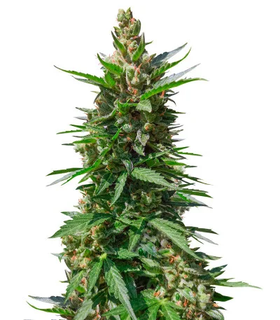 Kali Mist Auto fem