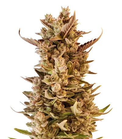 LSD 2 Auto fem