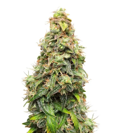 Auto Maria III fem