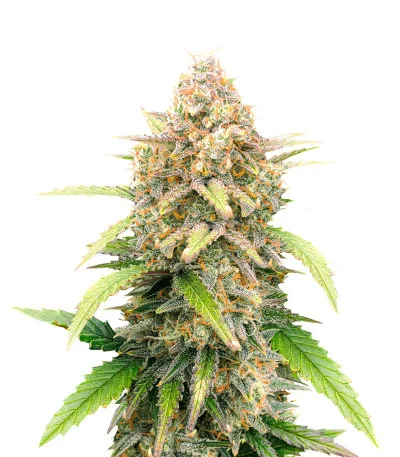 Super Lemon Haze Auto fem