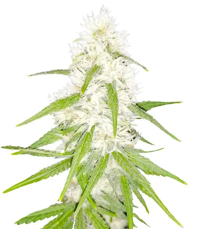 Tashkenti Auto fem