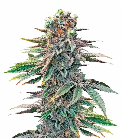 Pink Sunset Auto by Sherbinskis fem