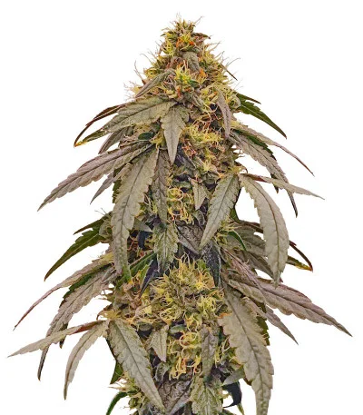 Polar Gelato by Sherbinskis fem