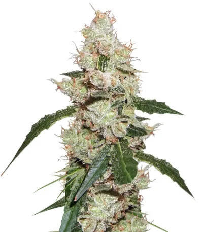 Afghan Kush X White Widow fem