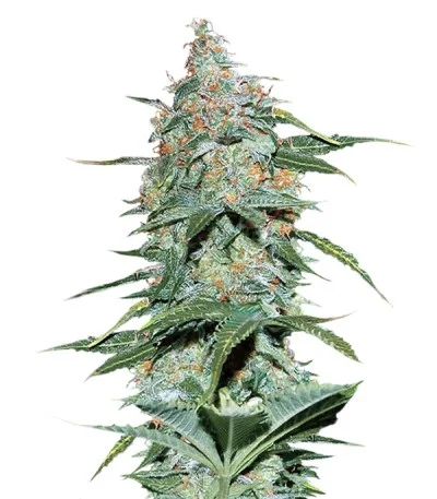 Amnesia Ryder Auto fem