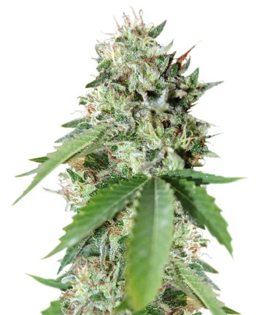 Brazil Amazonia fem