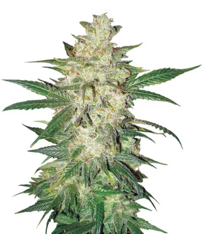Colombian Gold Ryder auto