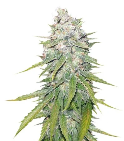 Mazar X Great White Shark fem