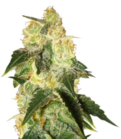 Pakistan Ryder auto fem