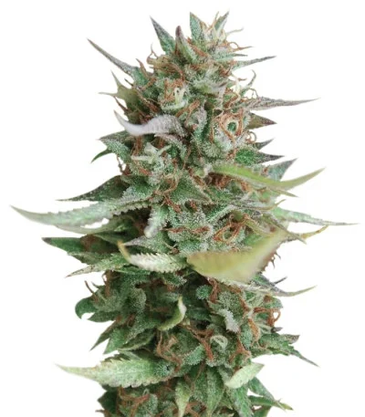 Strawberry Blue fem