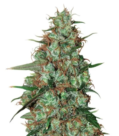 Wild Thailand Ryder auto fem